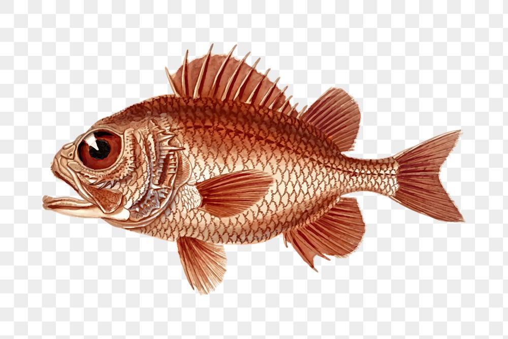 Fish png sticker, animal cartoon | Free PNG - rawpixel