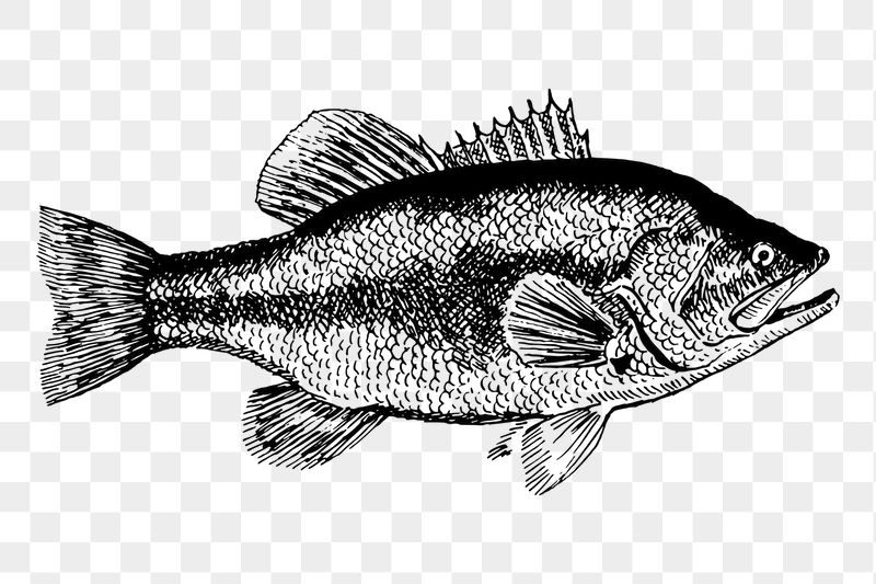 Fish png sticker illustration, transparent | Free PNG - rawpixel