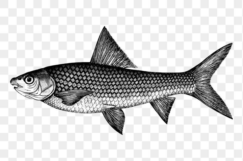 Fish png sticker illustration, transparent | Free PNG - rawpixel
