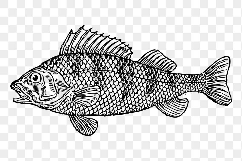 Fish png sticker illustration, transparent | Free PNG - rawpixel