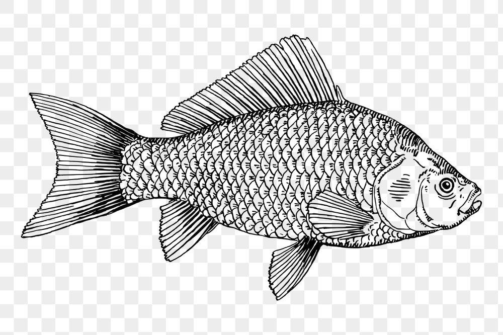 Fish png sticker, vintage sea | Free PNG - rawpixel