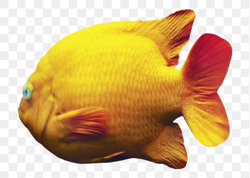 Fish png, transparent background | Free PNG - rawpixel