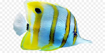 Fish Portable Network Graphics Aquarium Clip art Image -  