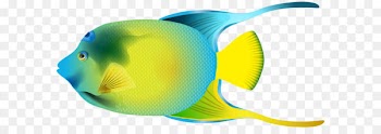 Fish Pterophyllum altum Clip art - Queen Angelfish PNG Transparent Clip Art Image 