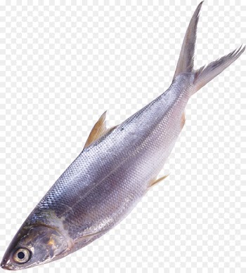 Fish Sardine Seafood Clip art - betta 
