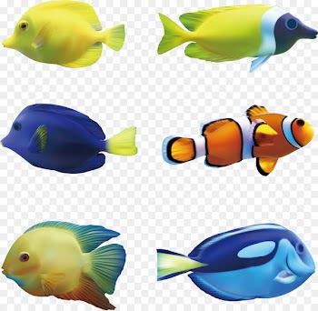 Fish Seabed - Sightseeing seabed fish 