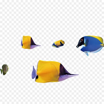 Fish Shoaling and schooling Download Computer file - Fish 
