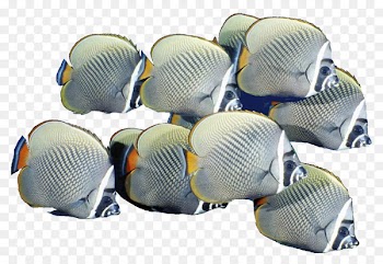 Fish Shoaling and schooling - School of Fish PNG Free Download 