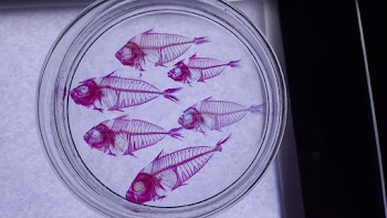 Fish Skeleton