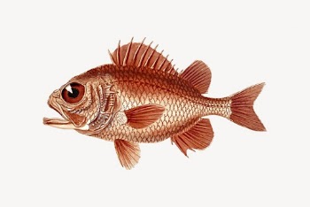 Fish sticker, animal cartoon illustration | Free Vector - rawpixel