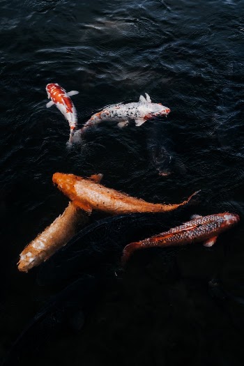 Fish Swimming in Water
