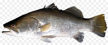 Fish Tilapia Barramundi - fish 