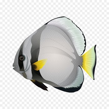Fish u6d77u6c34u9b5a - Cartoon fish 