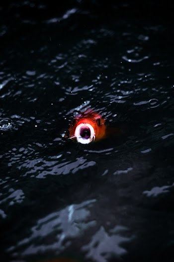 Fish Under Water