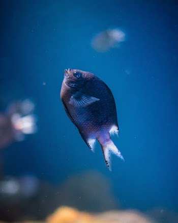 Fish Underwater