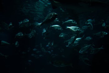 Fish Underwater