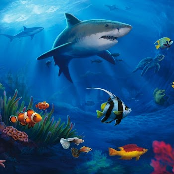 Fish Underwater Desktop Wallpaper Sea Ocean - Aquarium 