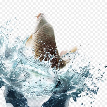 Fish Water Euclidean vector - Carp swimming 