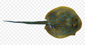 Fish Whiptail stingray - Deep Sea Ray 