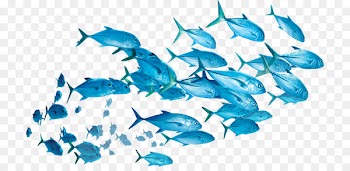Fish Yellowfin tuna Shoaling and schooling Clip art - fish 