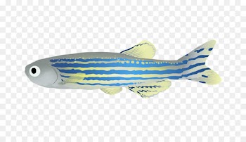 Fish - zebra illustration 