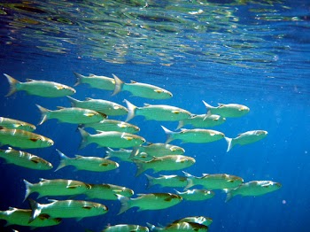 fish11.jpg