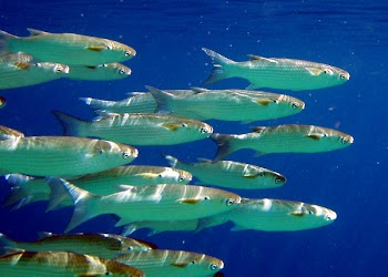 fish14.jpg
