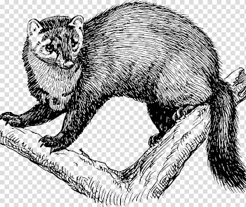 Fisher Cat Animal , Cat transparent background PNG clipart