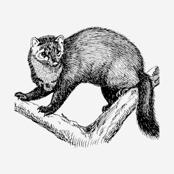 Fisher clipart, animal vintage illustration | Free Vector - rawpixel