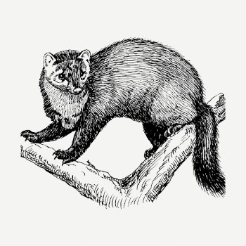 Fisher drawing, animal vintage illustration | Free PSD - rawpixel
