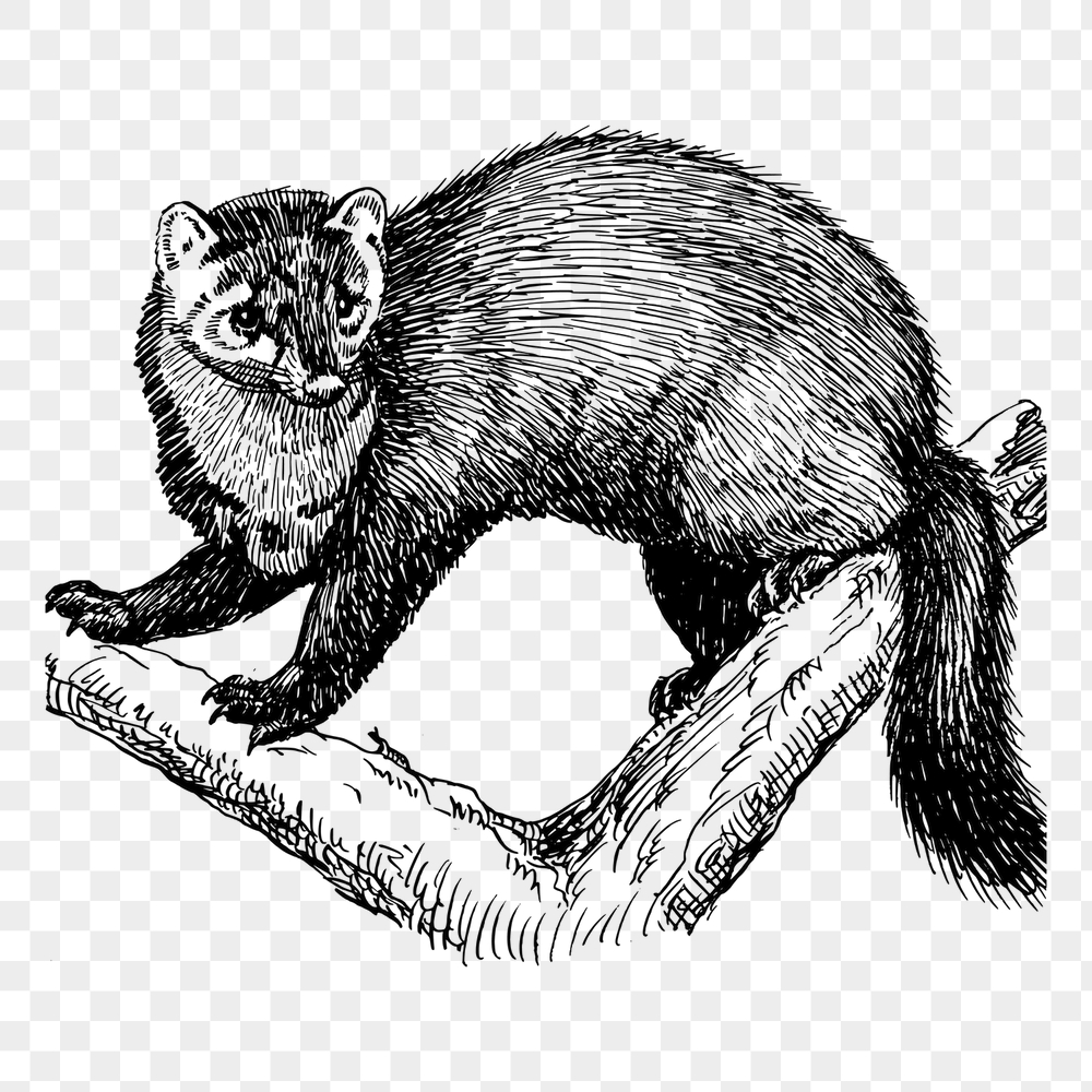 Fisher png sticker, animal vintage | Free PNG - rawpixel