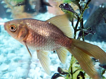 Fishes and Flora (10).jpg