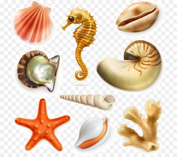Fishes of the World Seahorse Marine biology - Sea biological 