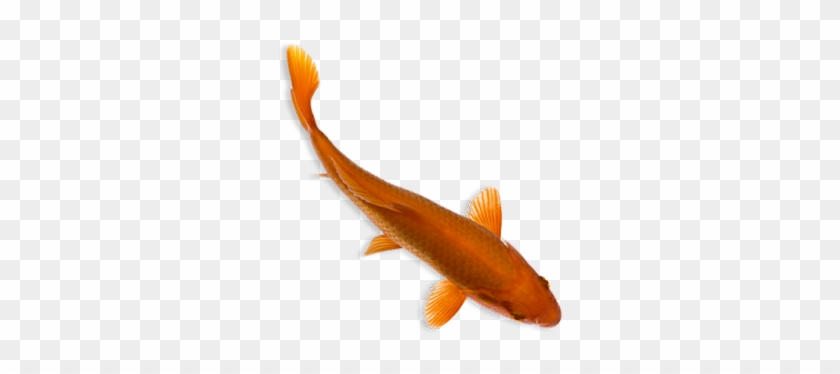 Fishes Png Top View