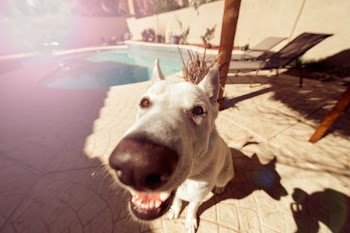 Fisheye Lens Photography of White German Shepherd