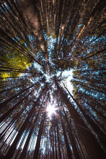 Fisheye view of a forest