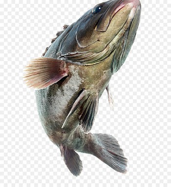 Fishing bait Angling Grass carp - Fish illustration 