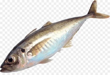 Fishing Clip art - fish 
