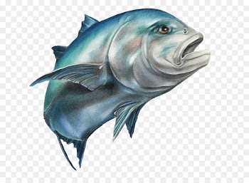 Fishing Giant trevally Carangidae Drawing - fish 