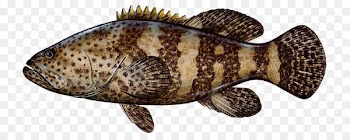 Fishing Grouper Snapper Game fish - Fishing 