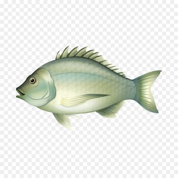 Fishing Illustration - Fat gray fish 