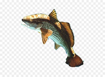 Fishing Iridescent shark - Fish Png 13 