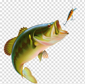 Fishing Transparent Images