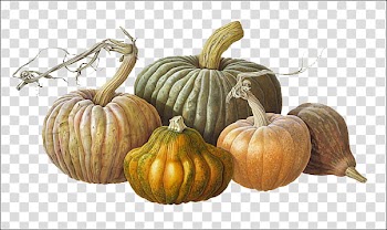 Five assorted pumpkin illustration transparent background PNG clipart