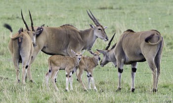 Five Brown Four-legged Animals on Green Grass Field
