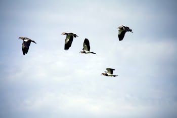 Five Gray Birds Flying Under Gray Sky