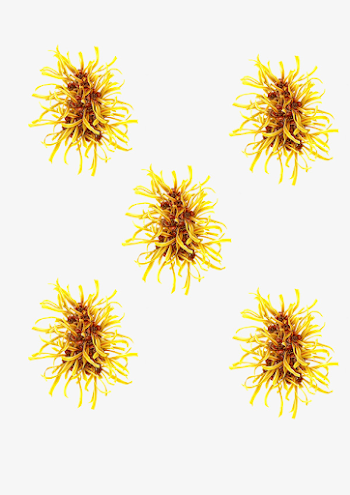 Five Hamamelis, Flowers, Witch Hazel, Cosmetic PNG Image and ...