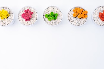 Five Multicolored Potted Plants