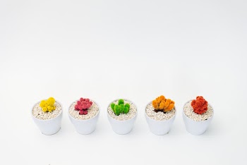Five Multicolored Potted Plants