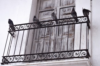 Five Pigeons on Metal Bar